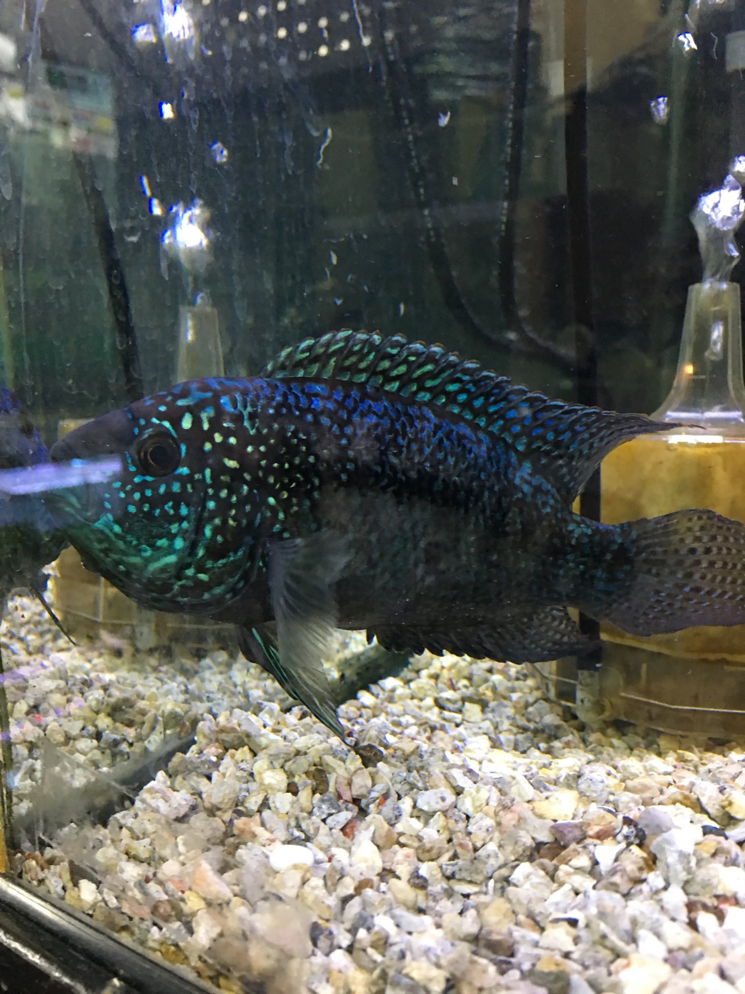 熱帯魚 加藤商店 エレクトリックブルー ジャックデンプシー 15cm入荷しました 1000円です T Co Ymb5pxciws Twitter