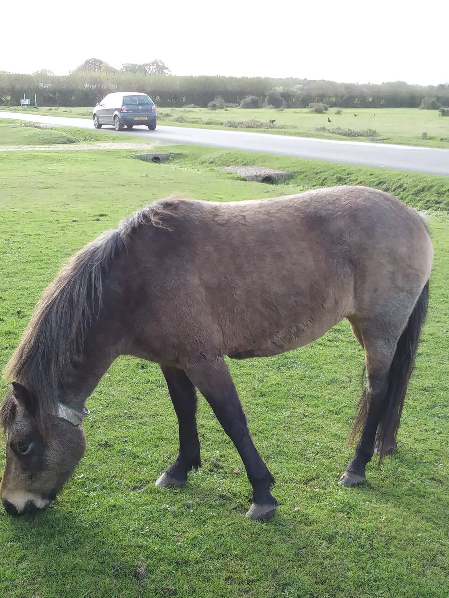 If you care about the #realnewforest - don't fence me in. #add3minutes