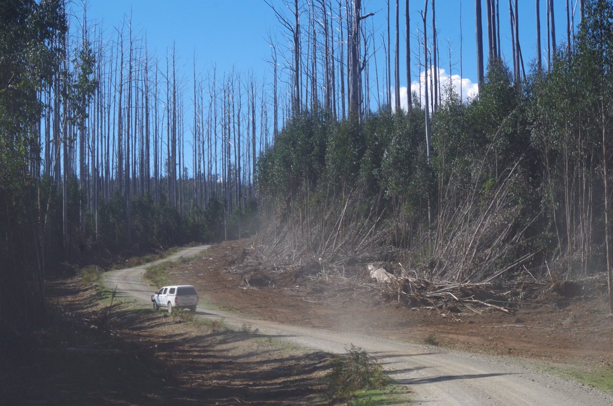 EcologyElle's tweet photo. Revisiting some of my 2009 fire regrowth and salvage logged sites. Such a different forest here, kms of dead poles. #vicashstudy #09fire https://t.co/3buCUloyHN