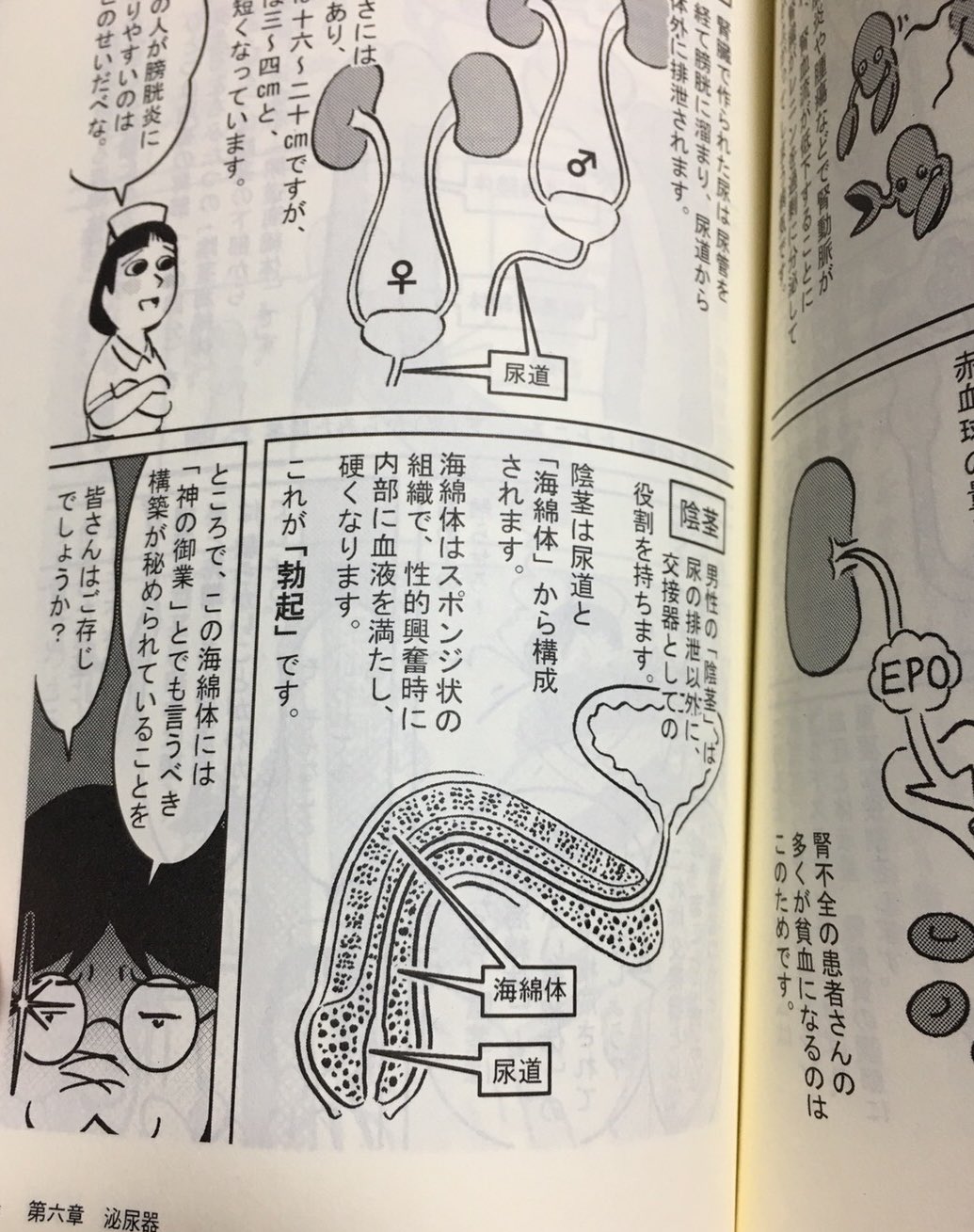 Av男爵しみけん ペニスは2種類の海綿体で形成されている 根元は硬くなる海綿体 裏と亀頭は柔らかい海綿体 理由は 女性を傷つけないため 神様やさしい この本 必読 人体の不思議 T Co Yckr1npzbi T Co Yjag3ba8bh Twitter