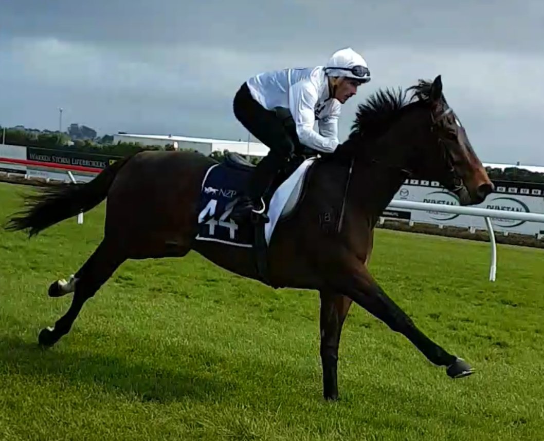 Riverrock_NZ's tweet photo. We are in the eve of our R2R draft arriving up at Karaka. Catch up with the ones that caught your eye Monday onwards. 
@jmeharron 
@PikeRacing 
@KarakaChat 
@BradburyPark https://t.co/6YN9g3TceU