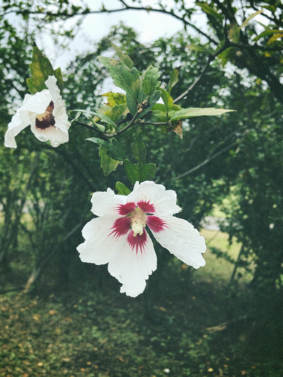 968v's tweet photo. iPhoneアプリ「EE35 フィルムカメラ」は写真が趣味な人向けに開発されました。気になる画質はこちらから。
https://t.co/o3K5SaCdvN

#フィルムカメラ #filmcamera #ハーフカメラ #写ルンです https://t.co/cdlJkQFuAb