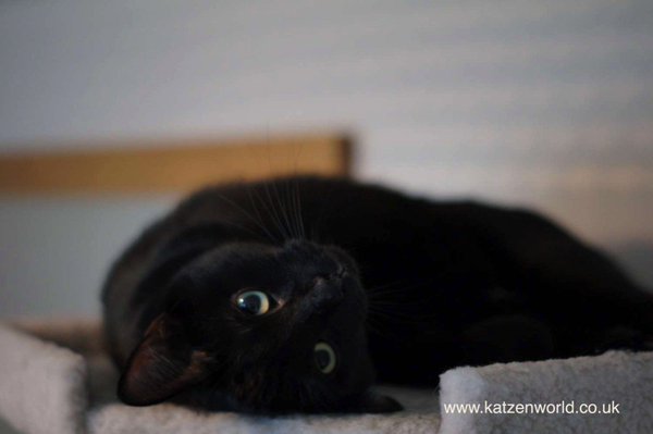 pkdhillon08's tweet photo. Infographic: 17 reasons to own a black cat #cats #cute #catlovers https://t.co/mMcwQANfA2 by #staphtraining via @c0nvey https://t.co/FMHsrCvmqi