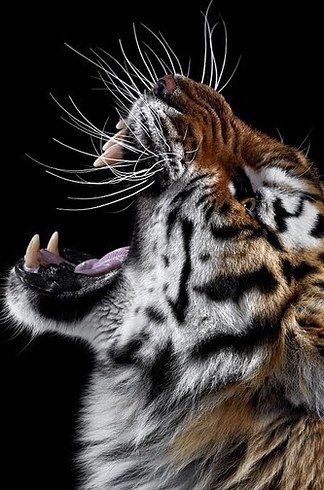 KirkToney1's tweet photo. You’re going to hear the Tigers roar Go Tigers https://t.co/AoPAJsUVG9