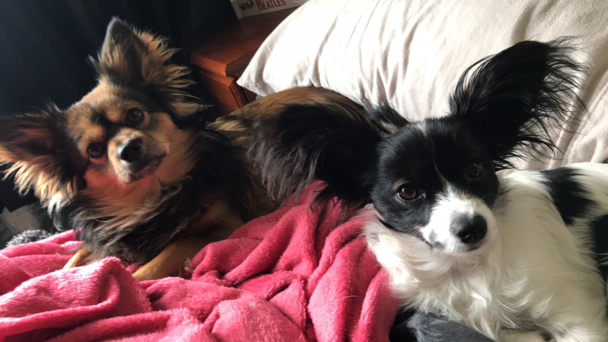 Katewaikato's tweet photo. Not getting out of bed. Nope. Don’t be stupid. #NotGettingOutOfBed #DreamOnMate #PapillonLife #LoveMyPuppies https://t.co/8mULTFkr7l
