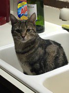 Kskarbs's tweet image. So you gonna wash me or what?