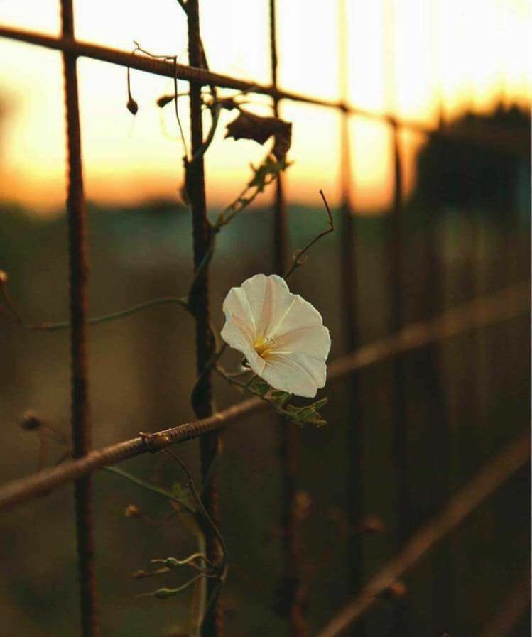 كُن قوياً لأن الله معك، غنياً لأن الله رازقك، مُنشرح الصّدر لأن الله وليُّك فلا تهتم ولا تغتمّ ولا تحزن ثِق بالله دائماً وابداً.. صباح الورد 🌻

#ورده_Wardeh