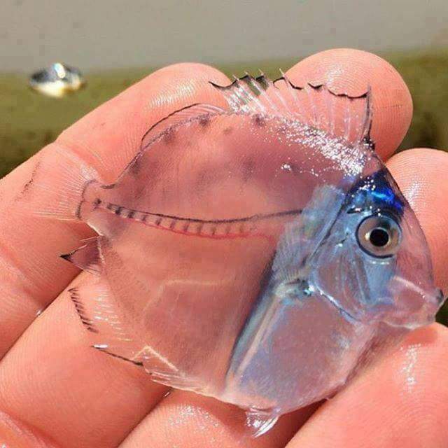 Тунгалаг ийм загас байдаг юм байна . Гайхалтай…