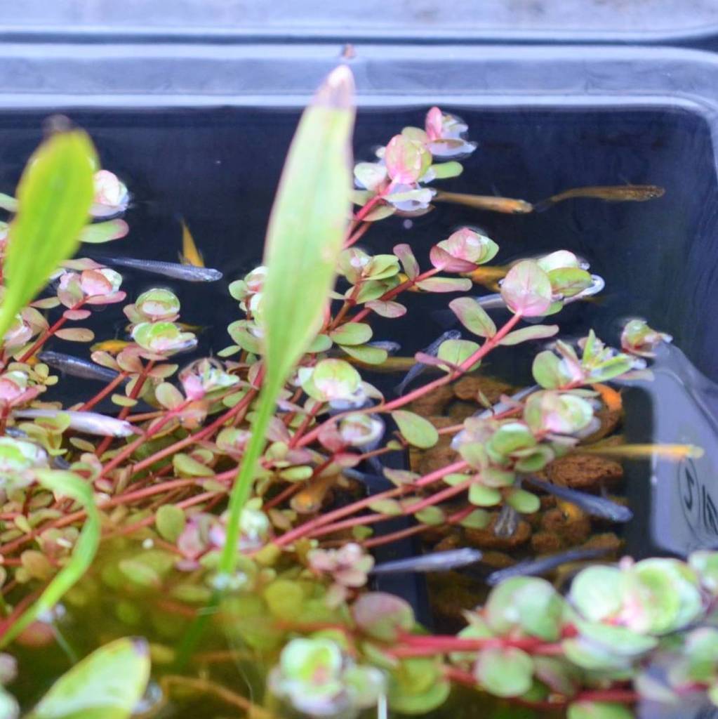 杜若園芸とじゃくえんげい 公式 雨あがり メダカたちは水草に隠れたまま Tojaku とじゃく 杜若園芸 ビオトープ 水生植物 水草 メダカ めだか 癒し 京都 Kyoto 園芸 アクアリウム 山野草 苔 Hobby Instaflower Instalike