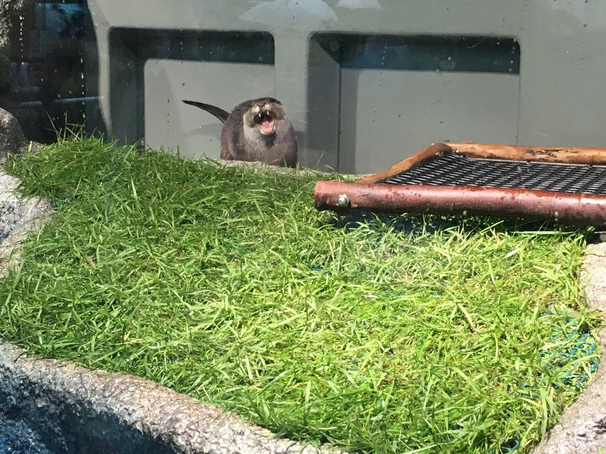 otter_ut's tweet photo. サンシャイン水族館を訪れています！ https://t.co/VNOGO2Kk6x