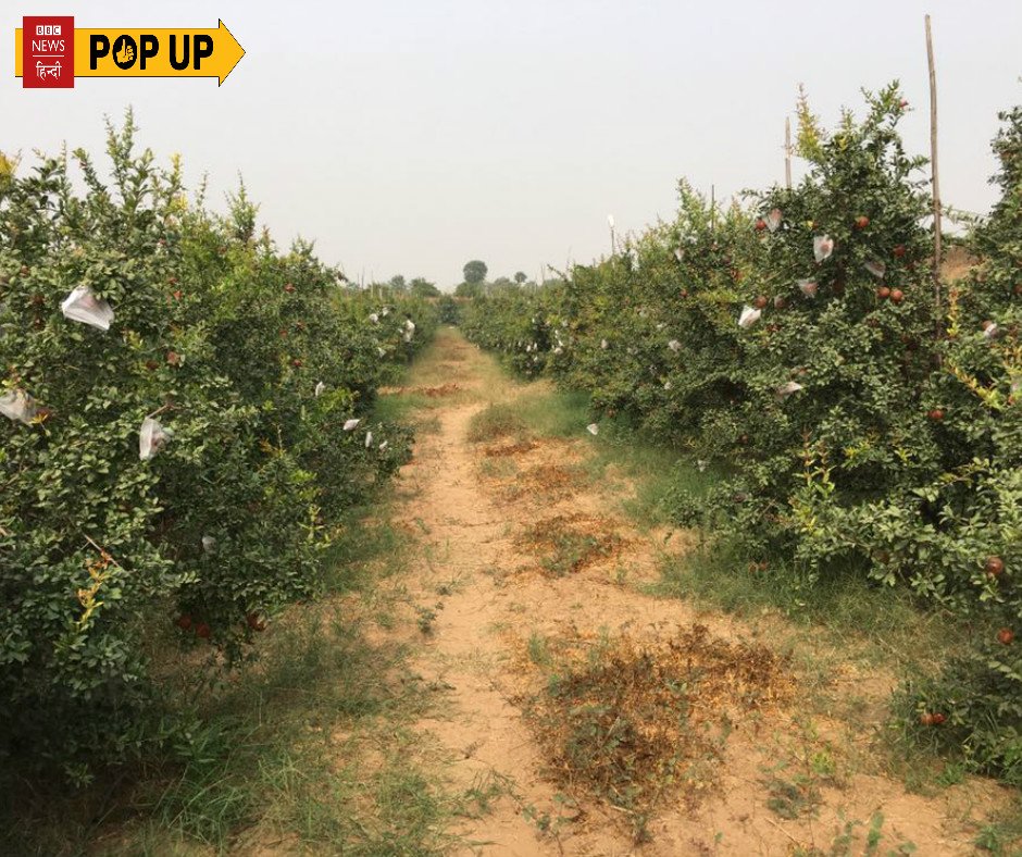 BBCHindi's tweet photo. #BBCPopup टीम ने गुजरात चुनाव पर आपसे आइडिया मांगे थे. अब लोगों की सलाह पर टीम गुजरात के बनासकांठा पहुंची है. यहां से जल्द ही एक ऐसे किसान की कहानी सामने लाएगी जिसने पोलियो से लड़ी जंग और अनार की खेती के जरिए हुआ कामयाब. https://t.co/Racl5fatEx