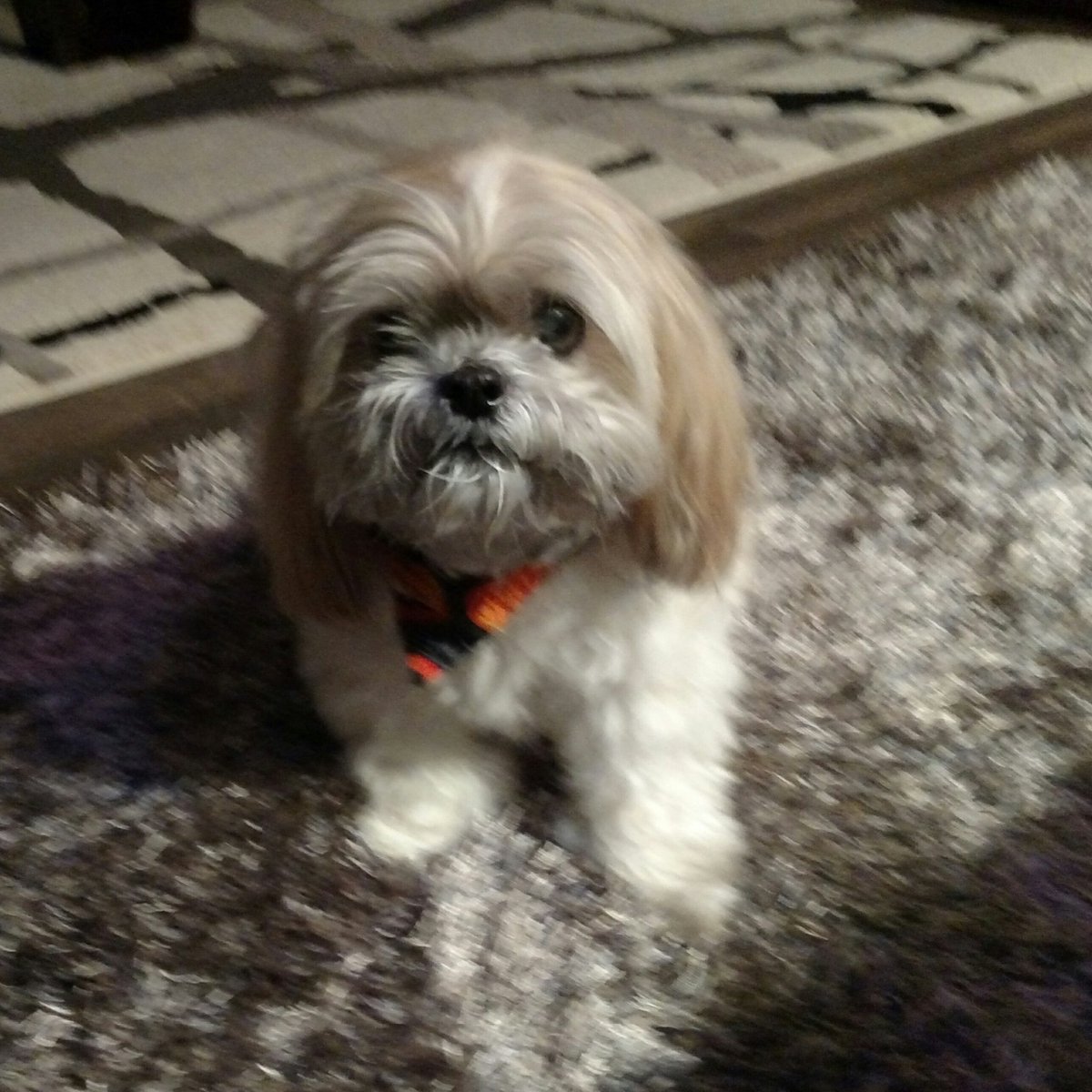 Mix947Austin's tweet photo. Huey wants to know...
What is the best way to tell your new neighbor that their little doggie has been barking pretty much all day & into the night?#PleaseHush @fertbottom https://t.co/pL5MtYC5uS