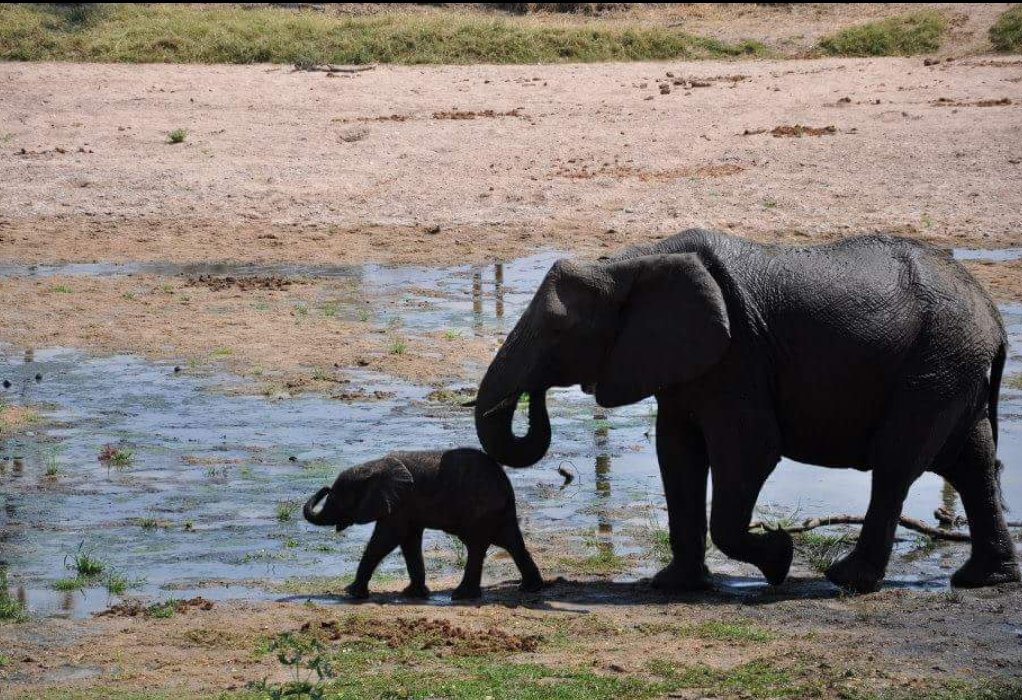 In Tanzania looking at conservation and development with #simoncumbersmediafund and <a href="/CianKearns/">Cian Kearns</a>. On seeing this Cian said "the only elephant I've seen in the wild was in Galway-escaped from the circus and caused havoc in Terryland" #Galway