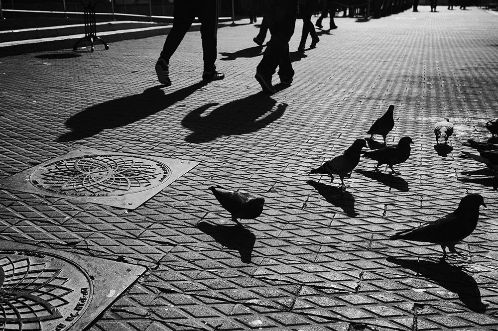 Photoliga's tweet photo. Best of Photoliga
Photo: "Birds and Shades"
Photographer: ודים מילבסקי
https://t.co/yl33dHTwRI

More best photos here: https://t.co/8ijFfP5X7Y