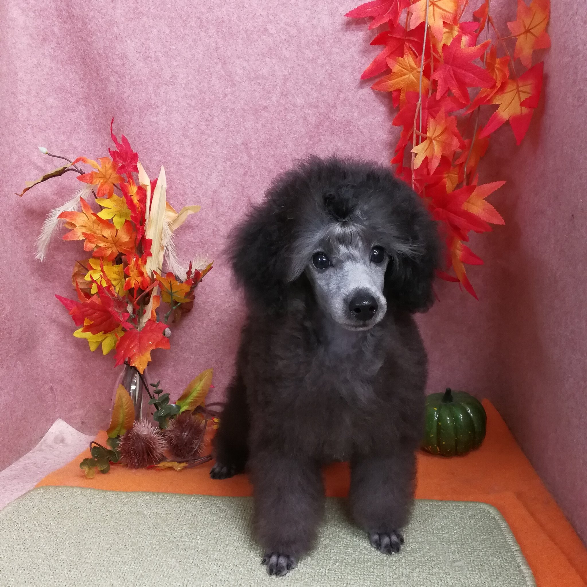 ピュアリー 現在お譲り可能な仔犬 トイプードルシルバーの男の子 おっとりしていて 聞き分けの良い子です 性格ご良い子なので 初めてプードルを飼われる方や 2頭目のお迎えワンちゃんにお薦めです トイプードルシルバー トイプードルブリーダー ピュアリー 現在お譲り可能な仔犬 トイプードルシルバーの男の子 おっとりしていて 聞き分けの良い子です 性格ご良い子なので 初めてプードルを飼われる方や 2頭目のお迎えワンちゃんにお薦めです トイプードルシルバー トイプードルブリーダー