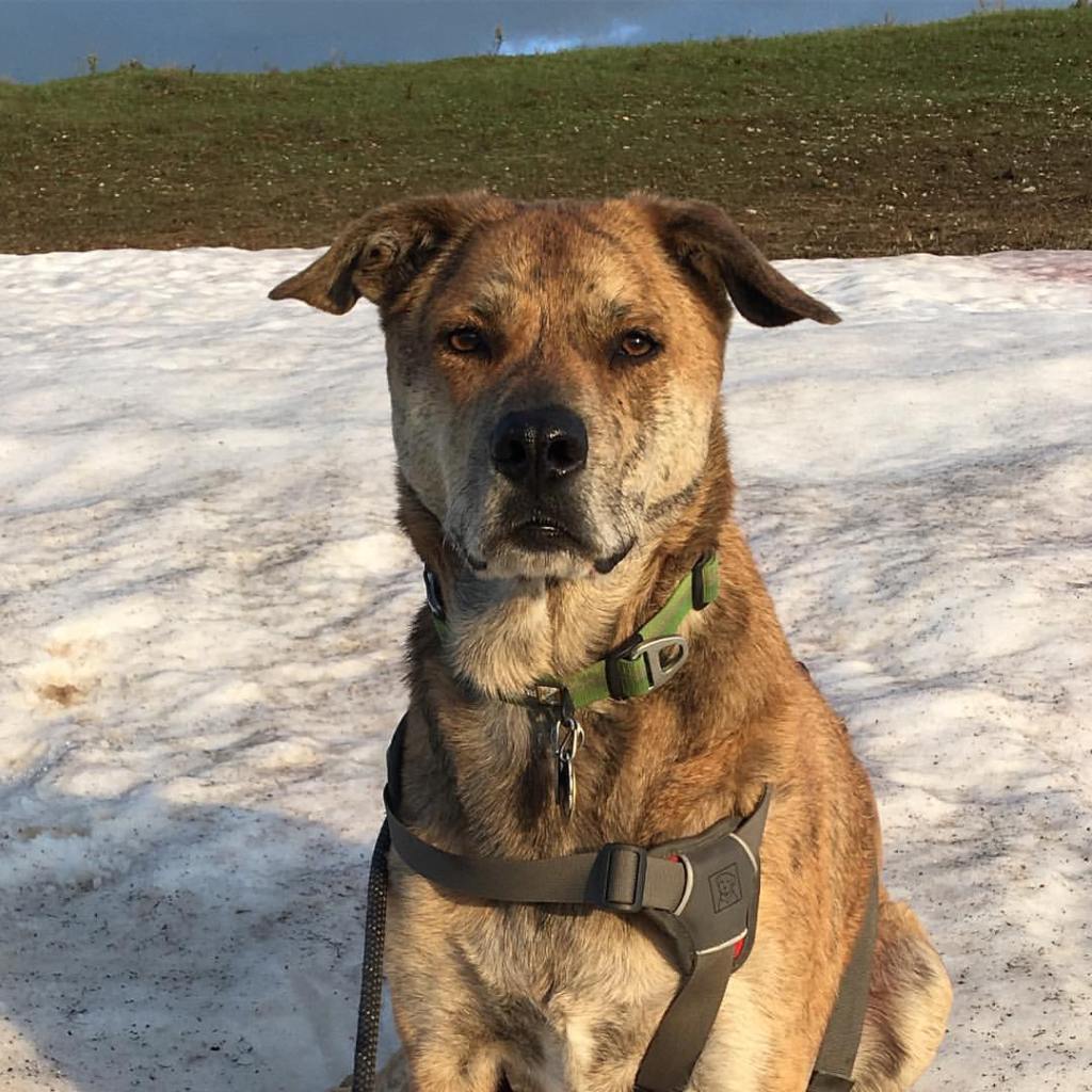 2TravelingDogs's tweet image. Oh. #dogparentproblems at the #dogpark. 2travelingdogs.com/2017/11/18/whe…