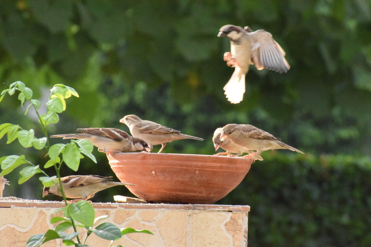 Pallavi06975649's tweet photo. #birdsinmyhouse #sparrows #birds #MorningRush #breakfastwithfriends     
#PhotographyIsArt #wildlifephotography #Sunny #Days https://t.co/hCxflL4oE9