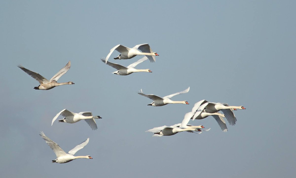 BirdingInGreece's tweet photo. Mute swans (Cygnus olor)@Evros Delta@Greece https://t.co/5U5LjqZCPM