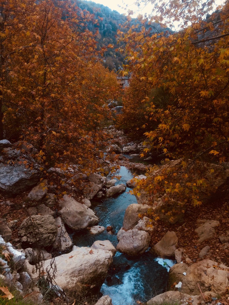 stevekhattar's tweet photo. Kfardebian is golden 🍂 🇱🇧 https://t.co/MtP6rOtCHT