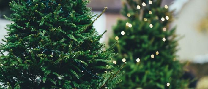 Choisir son sapin 🌲 écologique pour Noel 🎄
👉 ow.ly/v9xx30gwtjp  #veganchristmas #sustainabily #ecofriendly #christmastree #sapindenoel