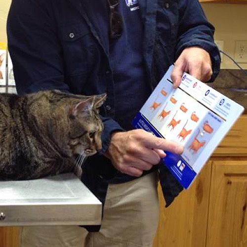 SpeakComedy's tweet photo. Explaining obesity to cat: this one is you, fatty 🐱 https://t.co/yYHbZeJ7jp