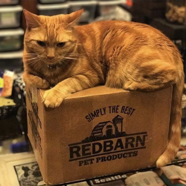 redbarninc's tweet photo. Redbarn is fortunate to carry our products at a variety of different retailers like @pioneerpetseattle. Thank you all! #cats #redbarninc https://t.co/jxGERGdX91