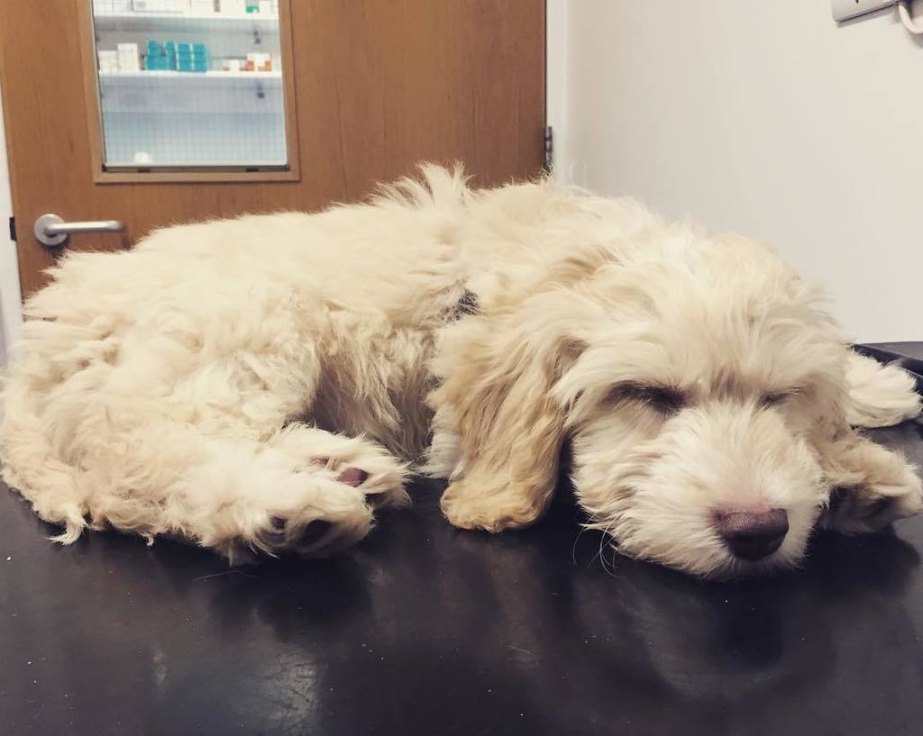 Castle_Vets's tweet photo. Sleepy Saturday afternoon vibes from Charlie. He came in this week for his puppy vaccines but decided it was time for a nap!
#doodlesofinstagram #puppiesofinstagram #puppynaps #sleepysaturdays #castlevetsreading #vetvisits #rdguk #dogsofreading https://t.co/paC8wARVLZ https://t.co/8Gc1Ww31ua