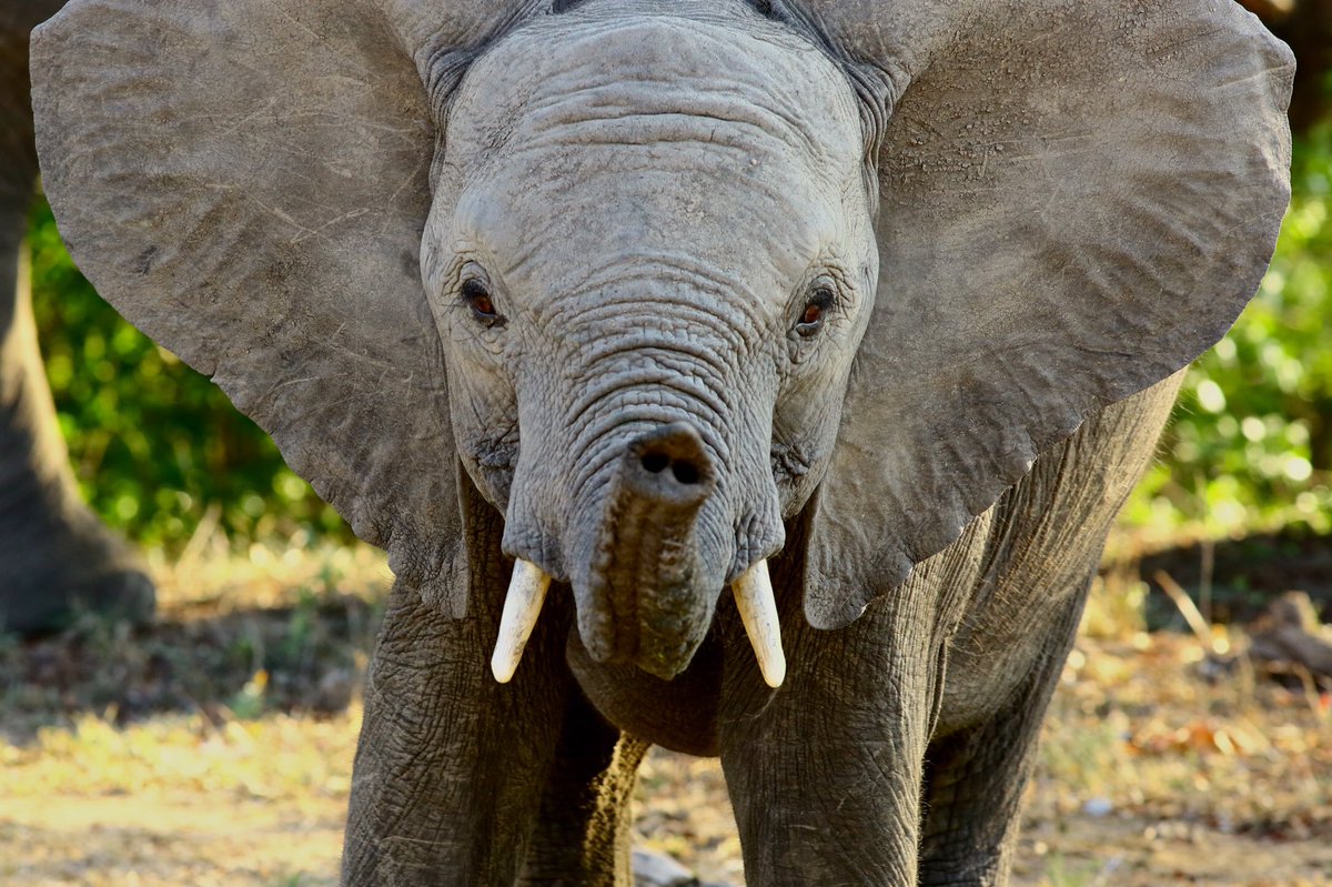 JohnSimpsonNews's tweet photo. What kind of human being would want to take a high-powered rifle &amp; shoot an animal like this for fun? https://t.co/aKFl8BoDwq