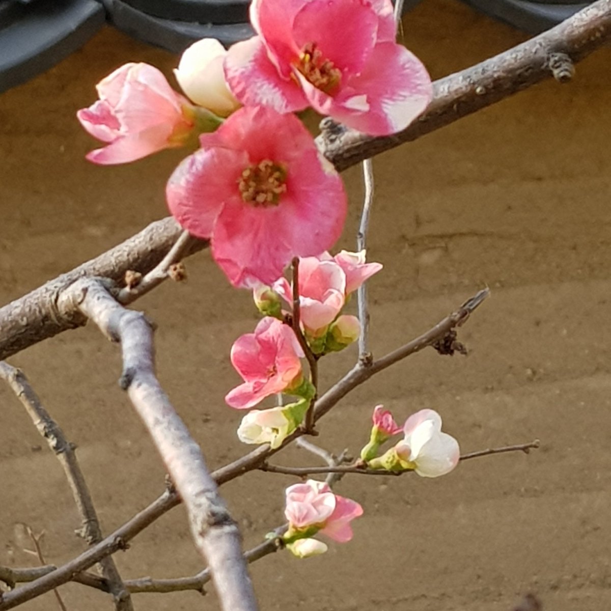 겨울이와도
나홀로
핀다