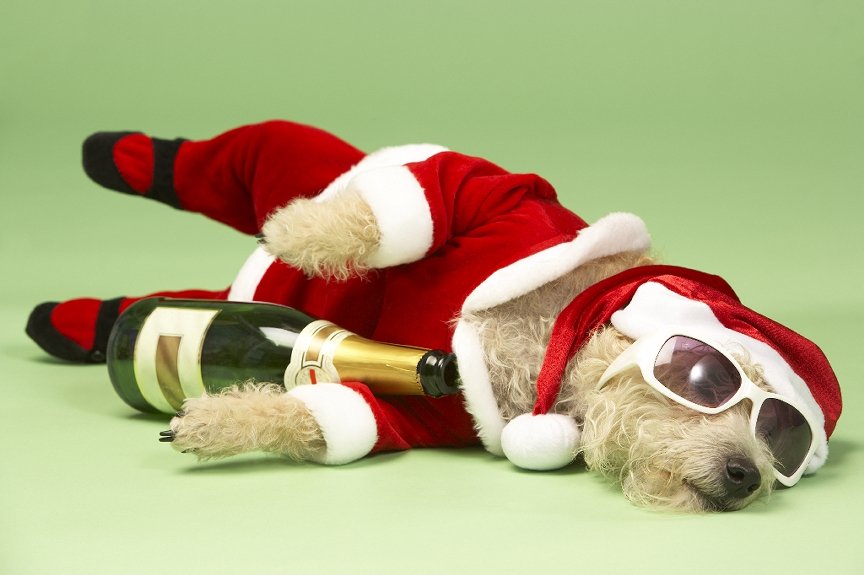 Canary_Woof's tweet photo. Santa Paws Doggy Brunch, @straightNpiano where dogs dine for free compliments of @Metro_Bank @London_Link with @BarkingBlondes in aid @AllDogsMatter BOOK NOW!

https://t.co/HEkNnq7UbJ https://t.co/RxkCAuYtXz