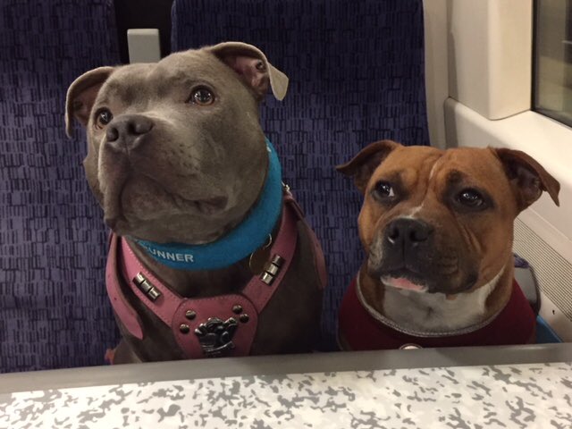 They love a train trip