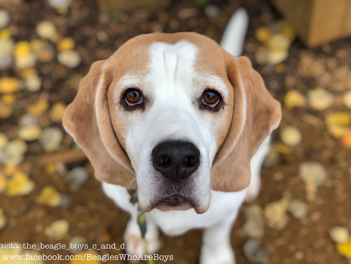 Beagle_Boys_'s tweet photo. Love this pic from this mornings walk, and love this hound very much. Look at those Copper Dog eyes 👀 🐶😍 #ShotoniPhoneX #shotoniphone #beage #beagles #puppydogeyes https://t.co/4Q8xNQFGPF