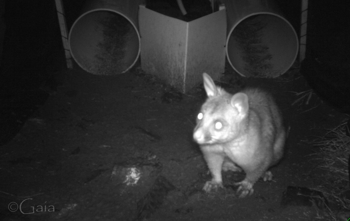Gaia_for_GAIA's tweet photo. #60DaysOfFieldwork Day 40 An intruder in our experimental setting caught on camera 😃 #BrushtailPossum https://t.co/gP4S1uN2Te