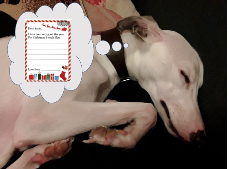 Wattonlib's tweet image. #rumminwhippet is dreaming what he want this year for Christmas, he has the letter ready to put in our Christmas letter box that will be arriving 27/11/17 #whippets