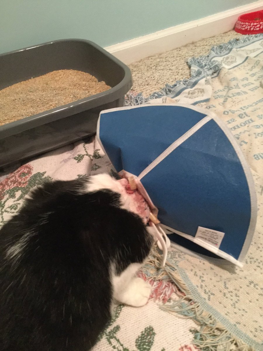 AmyLarge73's tweet photo. @Wynonna Arrow is home. Mike is taking her to get drainage tube out then she will be on meds for awhile. Keep thinking good thought. https://t.co/8U8Uonh1VE