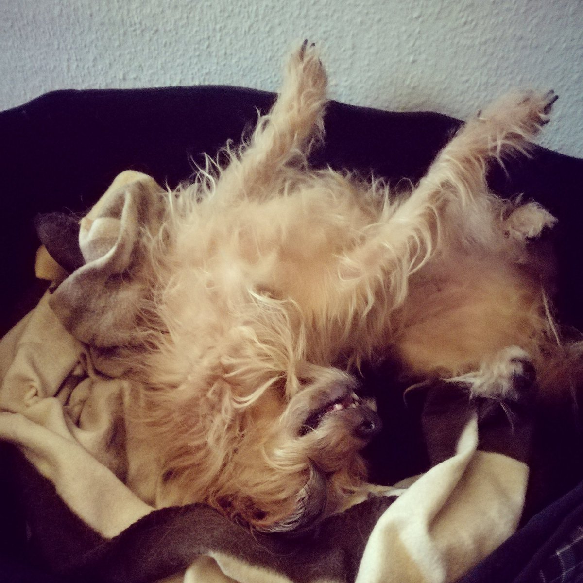CanisShortus's tweet photo. Wenn Frauchen früh aufstehen musst und du dich lieber tot stellst, als aufzustehen... ;) #weekend #leichenstarre https://t.co/CBEeucrPh6