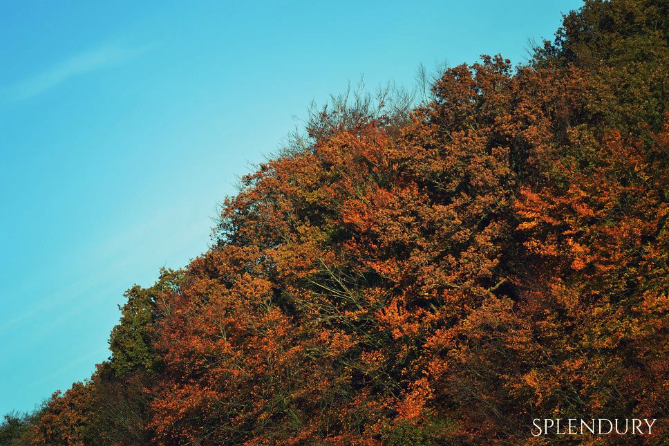 Splenduryindus's tweet photo. L'automne Normande 🙂🌲🍃🌳
#Splendury #automne #nature #couleur #automnale #arbres #forêt #ciel #France #france #Normandie #normandie #photo #photographe #photography #wood #bois #brown #yellow #green #marron #jaune #vert #bleu #blue #passion #paix https://t.co/fmlprYSXwq