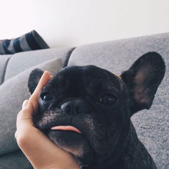FauxEngland's tweet photo. It's Saturday. Are you feeling as relaxed as this little guy? #FauxEngland https://t.co/5znJHSmoCh