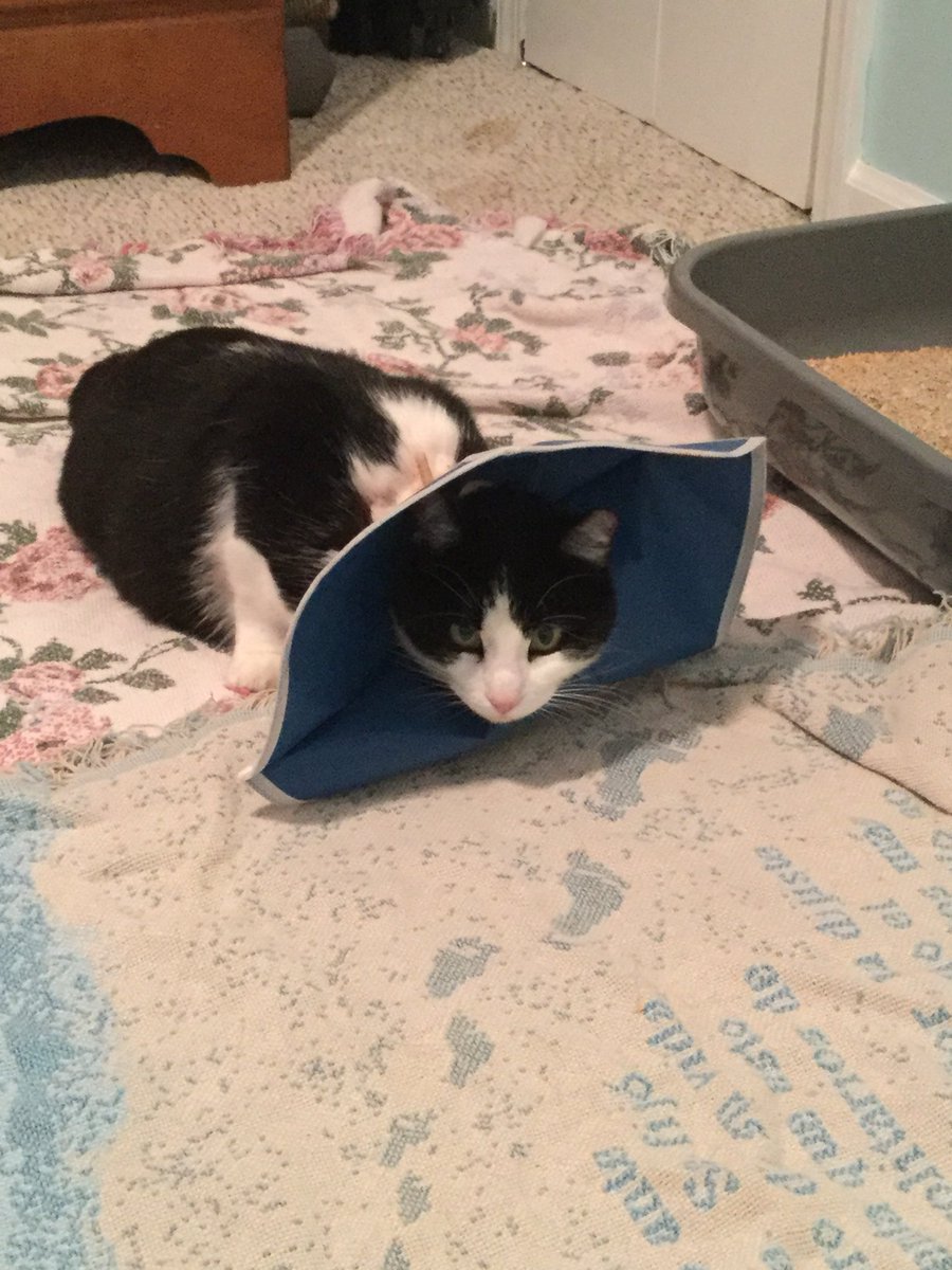 AmyLarge73's tweet photo. @TheEllenShow Arrow was brought home last night. She was shot by an arrow last weekend.  We are taking her to have the tube removed today and hopefully she will mend quickly. #StopAnimalAbuse https://t.co/kZnxEj09H1 https://t.co/j05kyVAy48