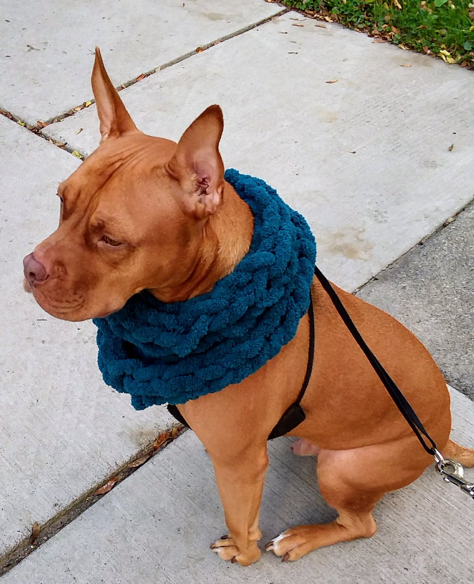 WoofinityS's tweet photo. @MyPuppyBaby We agree! #WOOFinity #doggystyle https://t.co/Ul5JPR7iOH