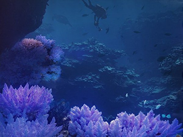 #Nagrada publike <a href="/GreenScreenFest/">GreenFest</a> dokumentarnom filmu o izumiranju korala seecult.org/vest/nagrada-p… <a href="/ChasingCoral/">Chasing Coral</a> <a href="/DomOmladineBG/">Dom omladine Beograda</a>