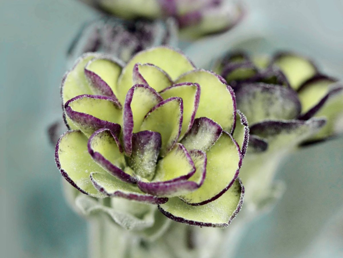 barnhaven's tweet photo. New double #auriculas. Just updated the double auricula pages with the plants from our collection https://t.co/cWw4X3iHNv https://t.co/glOfMBpfrq