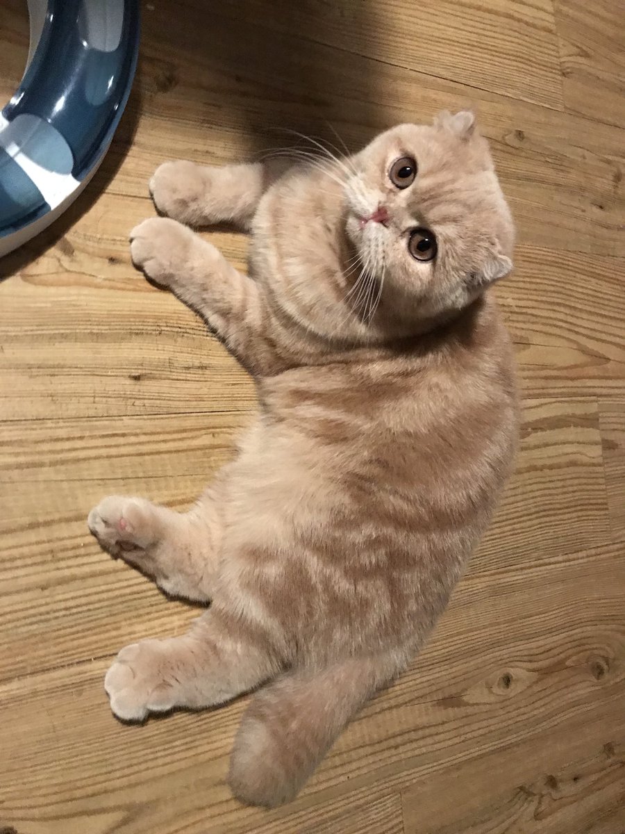 귀여우면 다냐!!!!!!! 그래!!!! 다야!!!!!!