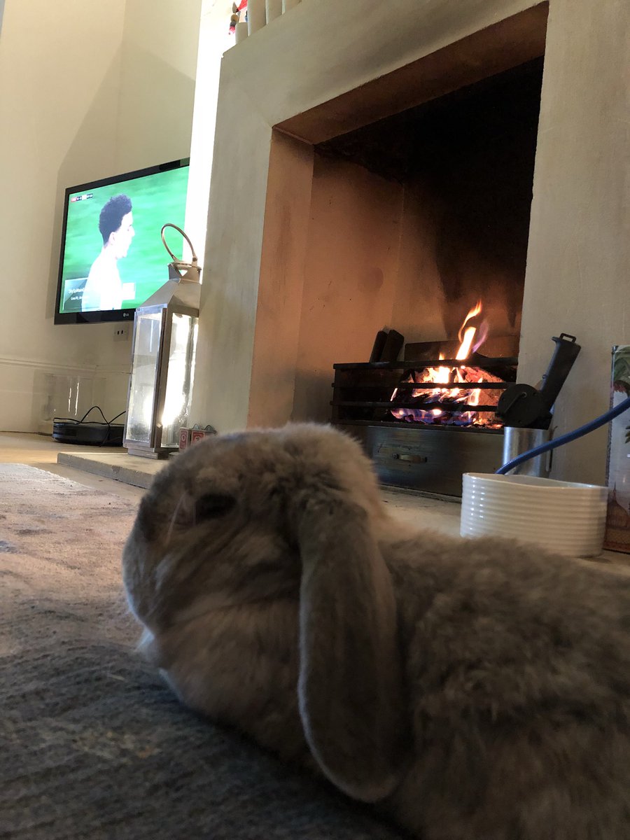 emmafreud's tweet photo. Big Sue passionate about Spurs. #rabbitcam #COYS https://t.co/cClNPxKyrv