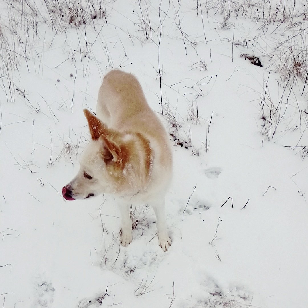 LesenokJA's tweet photo. My chaperone💛🐶
#dog #Bumblebee #love #family #walkinforest #november https://t.co/Zwn4aK1AG7