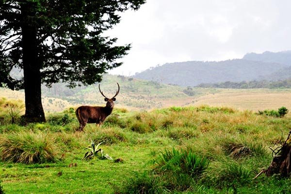 classytours's tweet image. Moon Plains ( also known as Sandatanne, Sandagalatanne) is the latest attraction open to public in Nuwara Eliya.The main attraction of Moon Plains is the mini Worlds End at the edge giving a 360 Degree view of the surrounding peaks and towns.#paradise #moonplains #travel #tourism