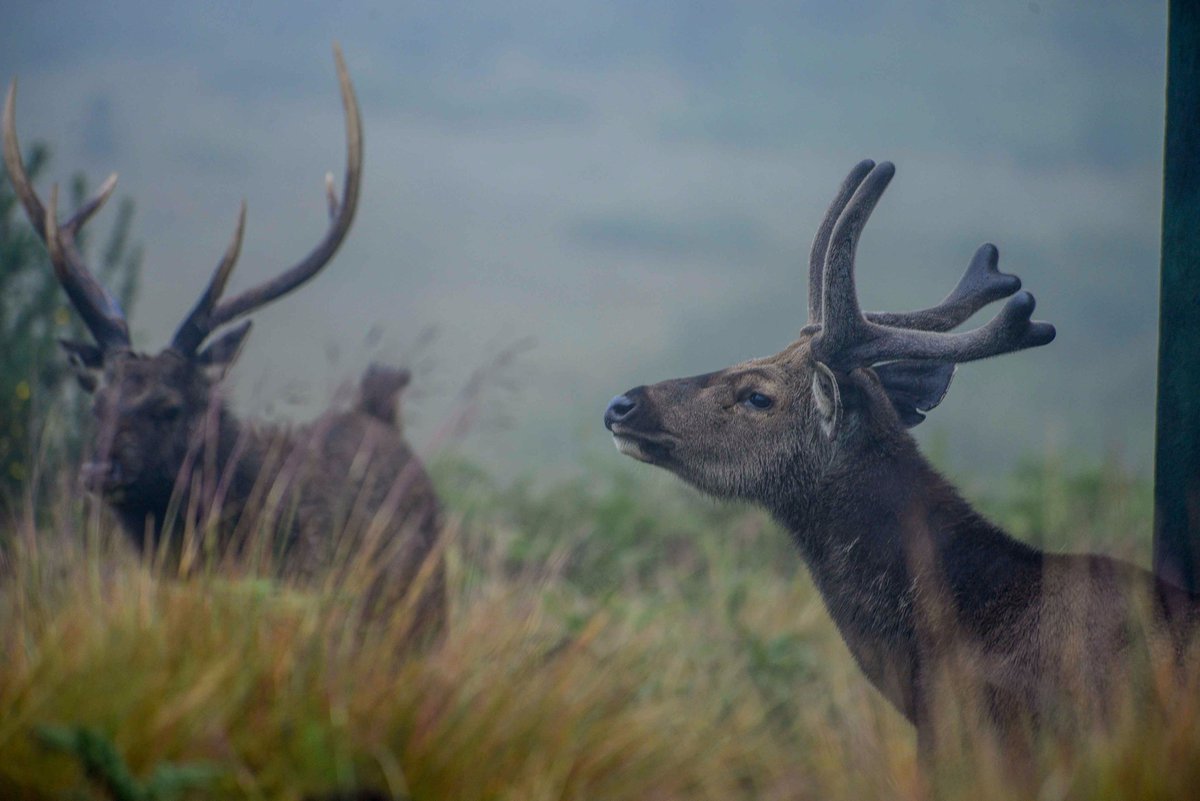 classytours's tweet image. Moon Plains ( also known as Sandatanne, Sandagalatanne) is the latest attraction open to public in Nuwara Eliya.The main attraction of Moon Plains is the mini Worlds End at the edge giving a 360 Degree view of the surrounding peaks and towns.#paradise #moonplains #travel #tourism