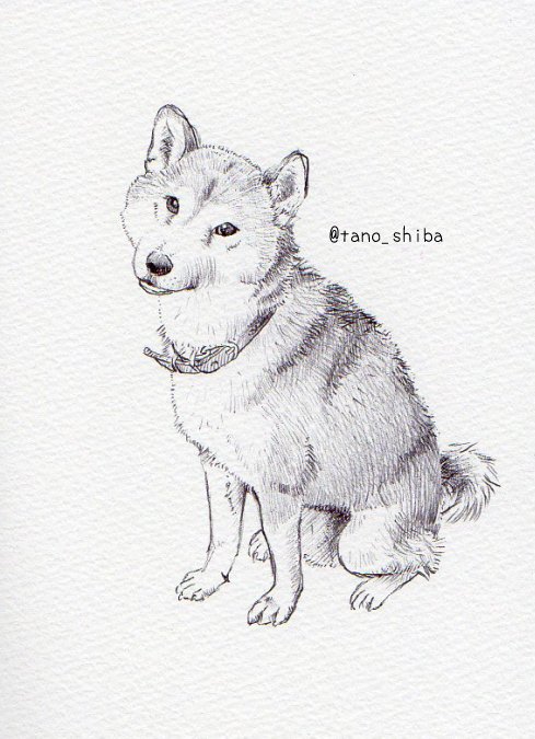 だみー柴さん 犬用 私がやってる創作をざっくり言う 我が家のワンコさんばかり描いてます 画材は水彩 鉛筆 ボールペン 筆ペンなど色々使います T Co Dcfarfxng0 Twitter だみー柴さん 犬用 私がやってる創作をざっくり言う 我が家のワンコさんばかり描いてます 画材は水彩 鉛筆 ボールペン 筆ペンなど色々使います T Co Dcfarfxng0 Twitter