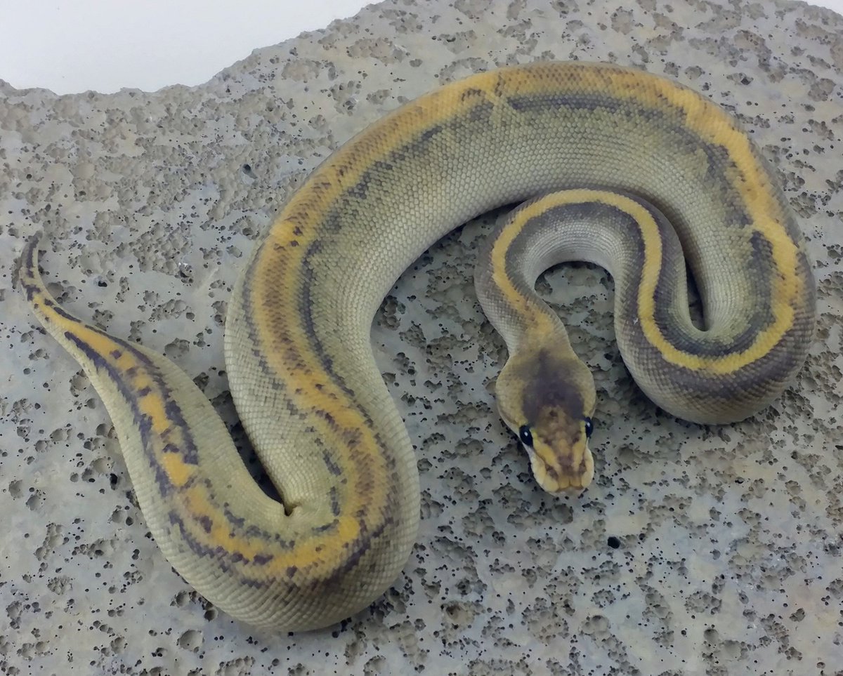 MorphMilitia's tweet photo. Black Head Mimosa--
Aka : Orochimaru
#morphmilitia #orichimaru
#ballpython #reptiles #snake #Naruto https://t.co/L1fuvWQroW