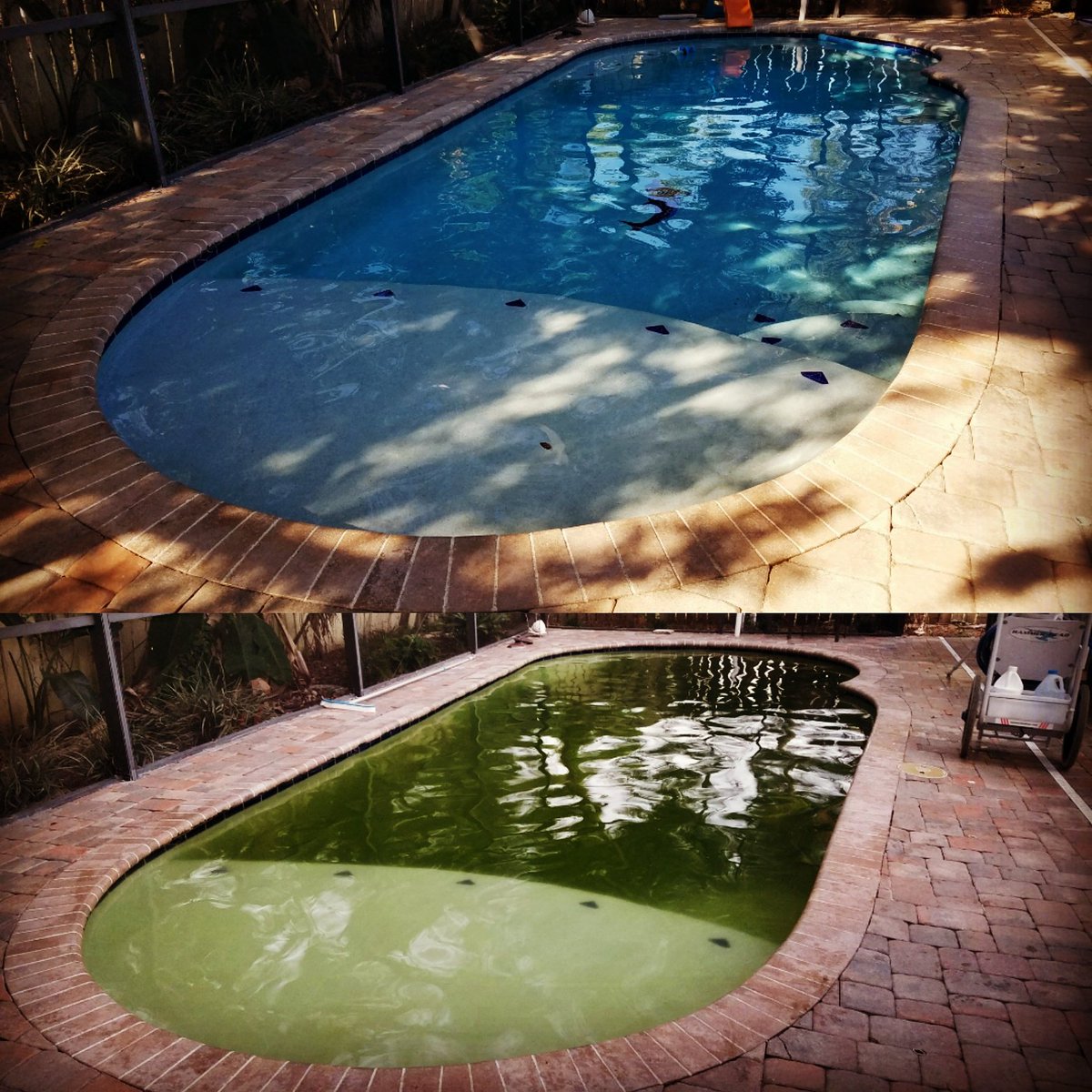 FLPoolServices's tweet image. Before and after pool rescue!!! You choose... We care!😎